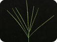 Smooth crab grass seed head