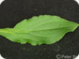 Distinctive leaf veins of white cockle
