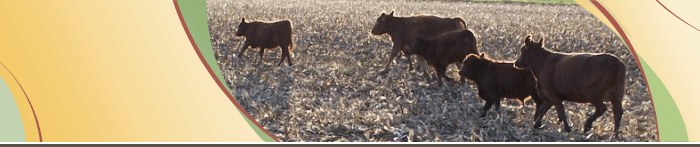 Beef
