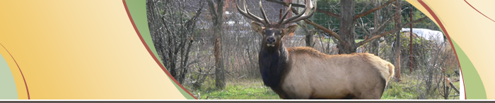 Elk