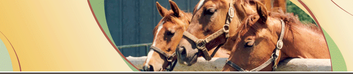 Horses