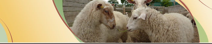 Sheep