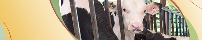 Veal
