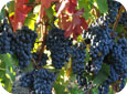 Les raisins Cabernet Sabernet Sauvignon au stade de véraison