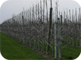 By the end of the second year, a Tall Spindle tree should reach the top wire, with a full set of fruitful scaffolds developed from feathers.
