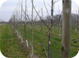 Secure the leader along its length to the trellis or training stake.
