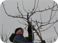 After the crop has pulled leaders over, renew to a single side branch – but not before!