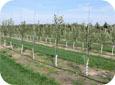 A drip irrigation system supplies a small amount of near the base of each tree.