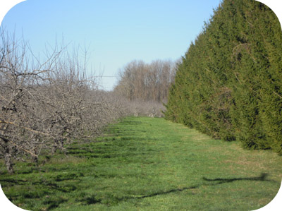 A mature spruce windbreak protects against wind damage in the spring, and encourages more bee acivity during blossom.