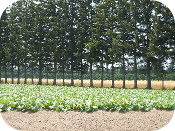 With all branches removed to about 6 feet from the ground, too much wind may flow under this windbreak and may not be effective at catching drifting fungicide or insecticide spray. This windbreak is still better than having no windbreak established.