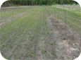 Early September is the best time to establish grass for the orchard floor.