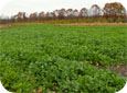 Mustard cover crops provide nematode suppression when the fresh green crop residues are incorporated.