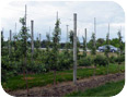 Figure 1 – A typical Ontario high-density apple orchard
