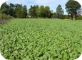 Brassica cover crops such as Oriental mustards contain toxins that are released when chopped green and immediately incorporated to kill soil pathogens.